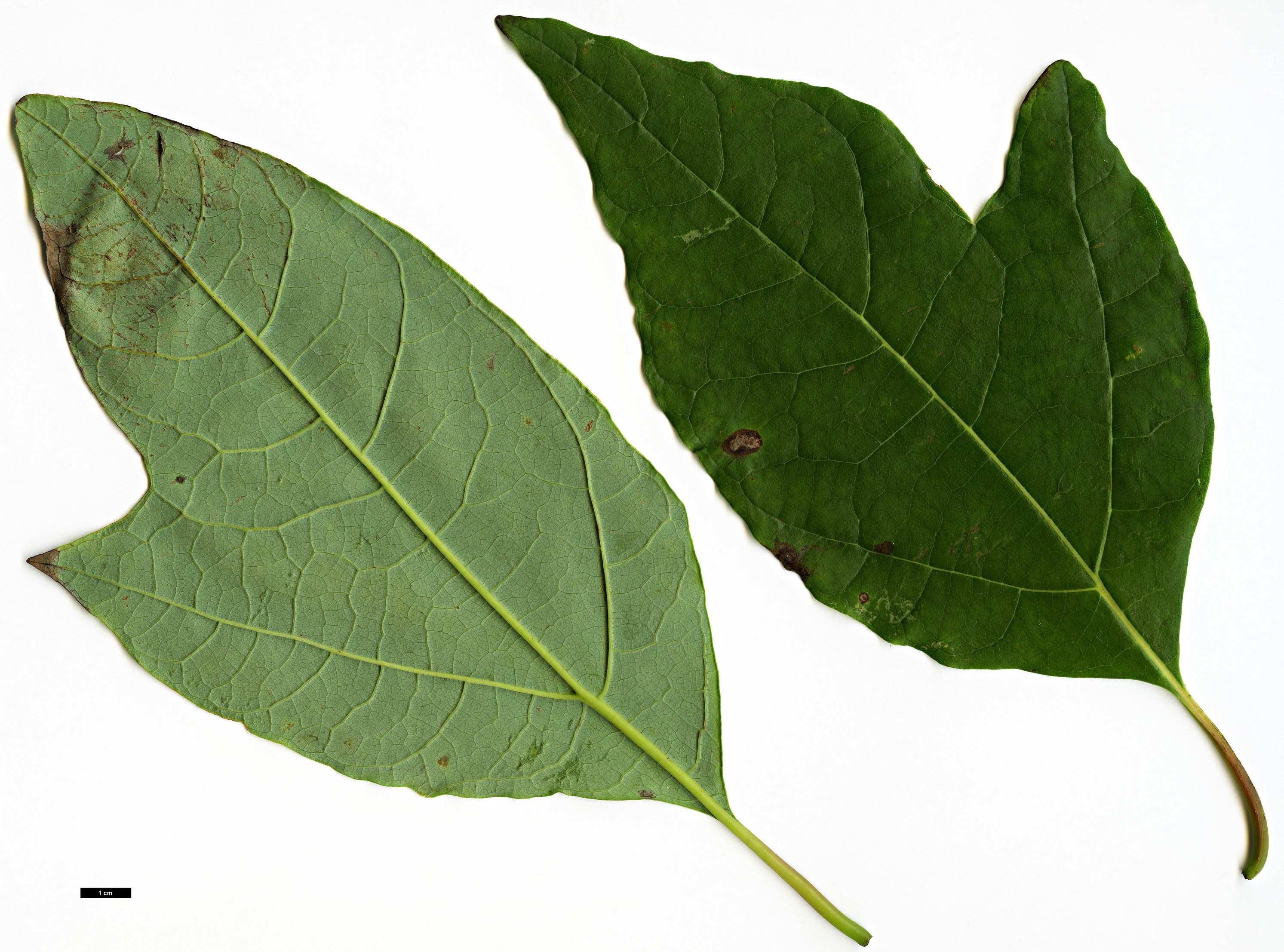 High resolution image: Family: Lauraceae - Genus: Sassafras - Taxon: tzumu